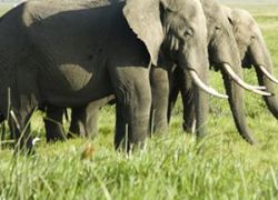 Amboseli National Park