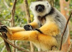 Andasibe-Mantadia National Park in Northeast Madagascar