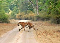 Bandhavgarh National Park