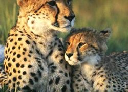 Dachigam National Park