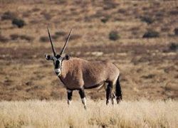 Kalahari Gemsbok National Park in Kalahari