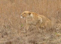 Kasungu National Park in Kasungu