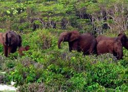 Loango National Park in Loango
