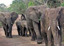 Marsabit National Park