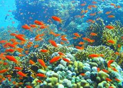 Ras Mohamed National Park in Sinai Peninsula