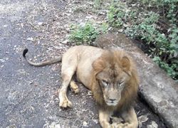 Sanjay Gandhi National Park