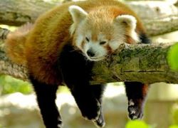 Singalila National Park