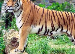 Mahananda Wildlife Sanctuary