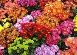 Terraced Flower Garden