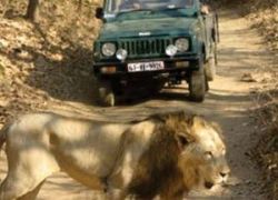 Jeep Safari in Junagadh