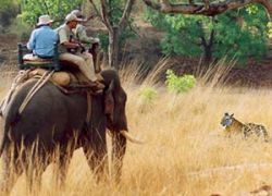 Elephant Safari in Bandhavgarh