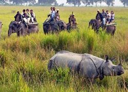 Elephant Safari in Kaziranga National Park
