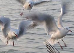 Nal Sarovar Bird Sanctuary