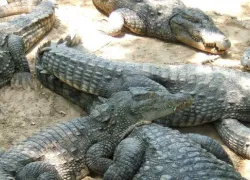 Crocodile Bank in Chennai
