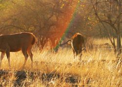 Panna National Park in Panna