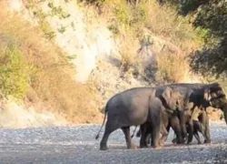 Rajaji National Park in Dehradun