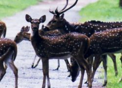 Nagarhole National Park in Kodagu