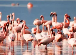 Chilika Lake in Puri