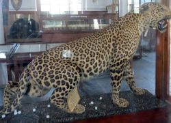 Forest College Museum in Coimbatore