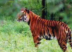 Bhadra Wildlife Sanctuary in Chikmagalur