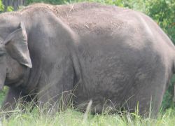 Wayanad Wildlife Sanctuary