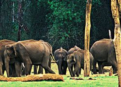 Idukki Wildlife Sanctuary