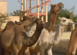 Camel Breeding Farms
