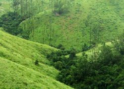 Wagamon Trek in Kottayam