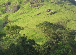 Mountain Trekking in Chembra Peak in Wayanad