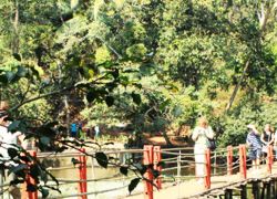 Rustic Plantation in Goa