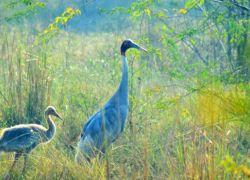 Salim Ali Bird Sanctuary