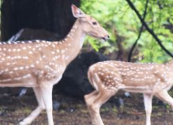 Sanjay National Park in Singrauli