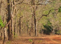 Cotigao Wildlife Sanctuary in Goa