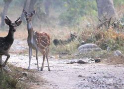 Corbett National Park in Ramnagar