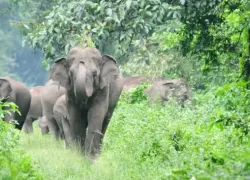 Sessa Orchid Sanctuary