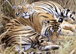 Keibul Lamjao National Park