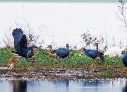 Carambolim Lake in Goa