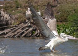 Kolleru Lake in Eluru