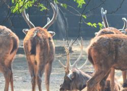 Delhi Zoo
