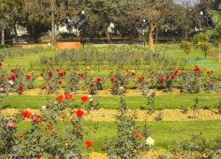 National Rose Garden in Delhi
