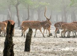 Sunderbans National Park