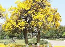 Rose Garden in Chandigarh