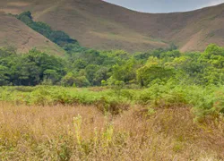 Jungle Trekking in Kudremukh in Chikmagalur