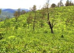 Nilgiri Trek in Balasore