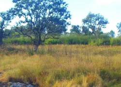 Phawngpui National Park in Aizawl