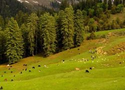 Himalayan National Park in Kullu