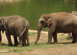Bannerghatta National Park in Bangalore