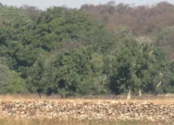Madhav National Park in Shivpuri