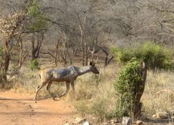 Sariska National Park in Sariska
