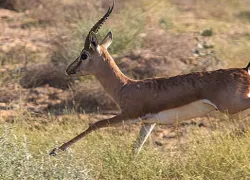 Desert National Park